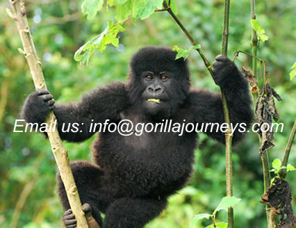 Rwanda tour operator