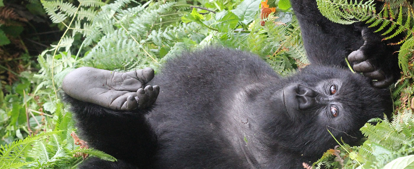 Gorilla Journey to Rwanda