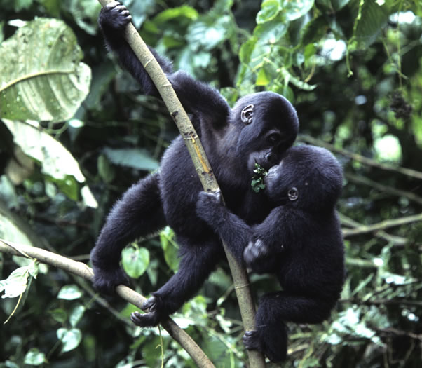 Bwindi Gorilla Tour