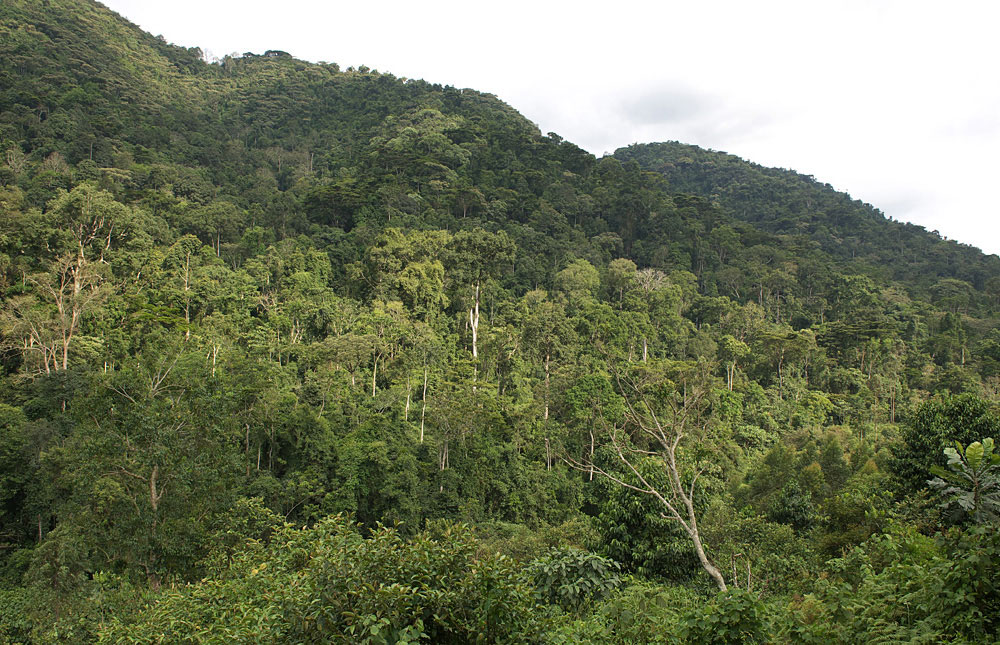 Bwindi Gorilla Habitat
