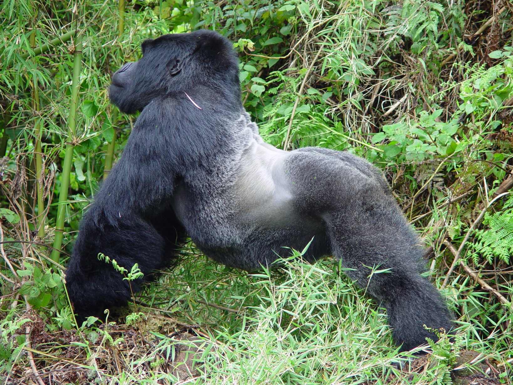 Silverback Gorilla - Gentle Giant