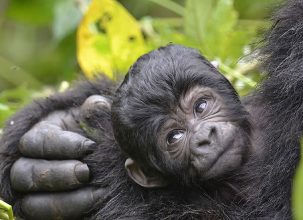 Cute Baby Gorilla in Uganda