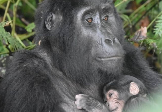 Baby Gorilla Born in Uganda