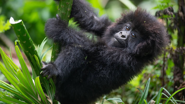 Baby Gorilla in Rwanda