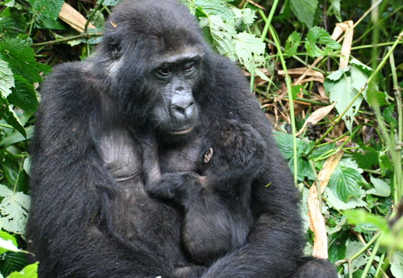 Gorilla Safari in Uganda